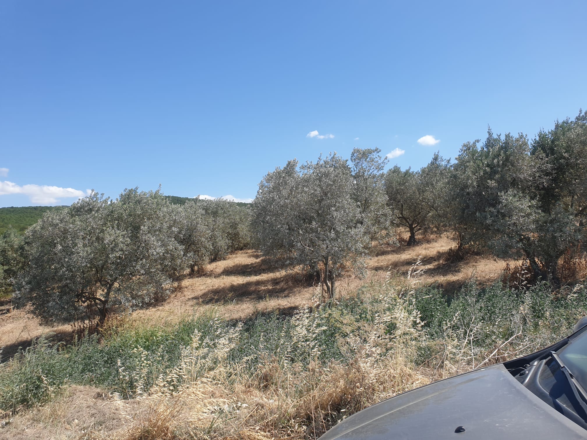 MANYAS EMLAKTAN MUSAKÇA MAH. KÖY İÇİ ANA YOLA CEPHE SATILIK ARSA